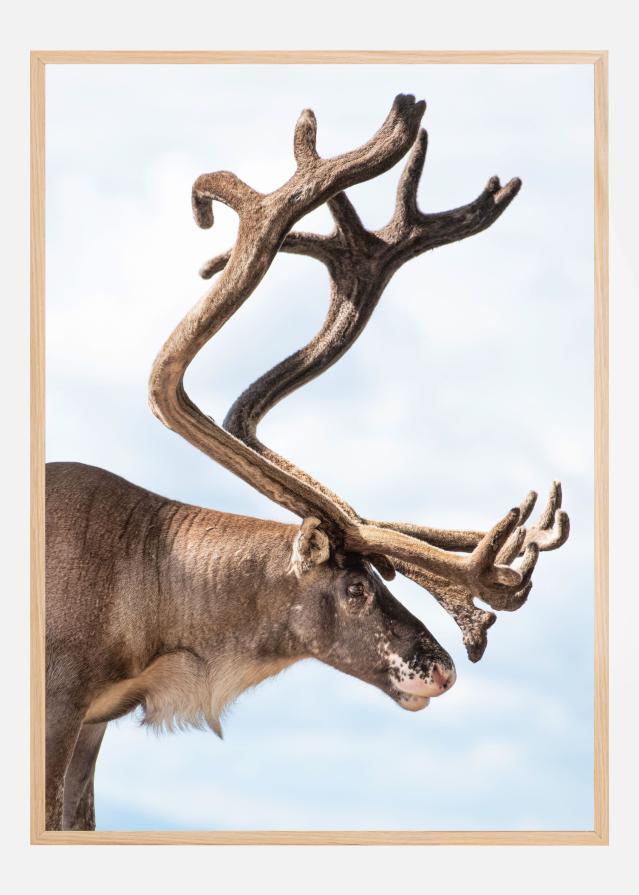 Majesty of the north Poster