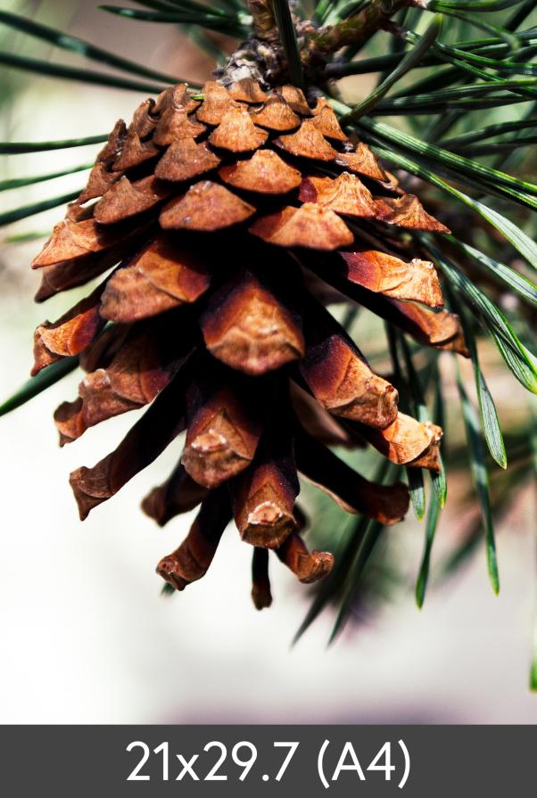 Povečava FineArt Bamboo 290 g