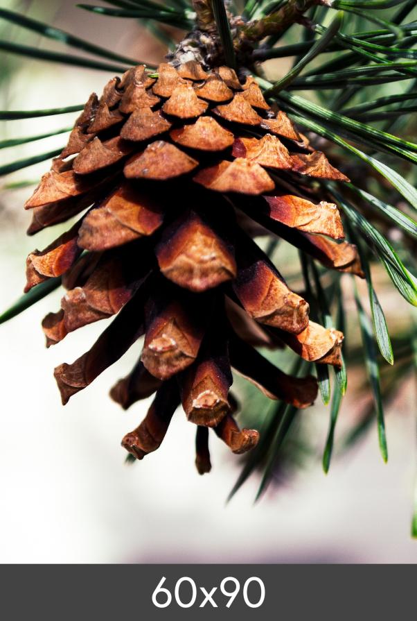 Povečava FineArt Bamboo 290 g