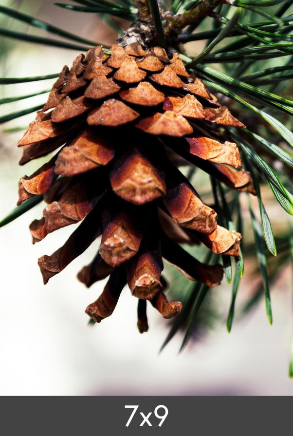 Povečava FineArt Bamboo 290 g