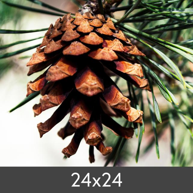 Povečava FineArt Bamboo 290 g